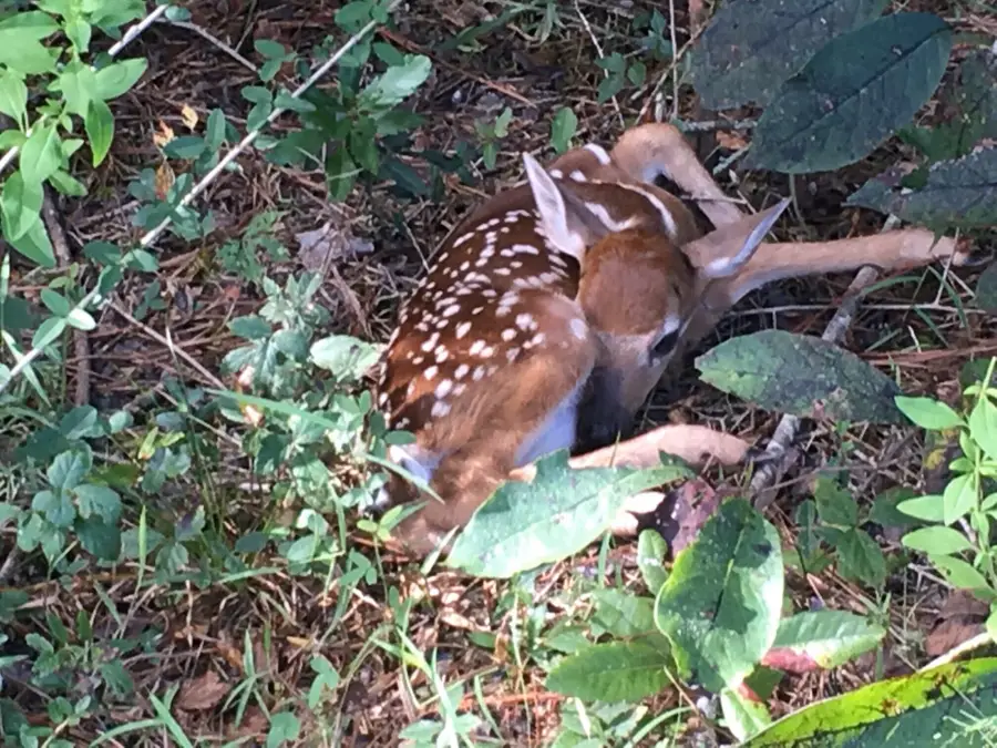 0 Hintonville Rd., Beaumont, MS 39423 - Image #2