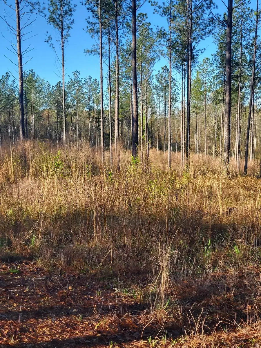 1575 Purvis To Baxterville, Purvis, MS 39475 - #2