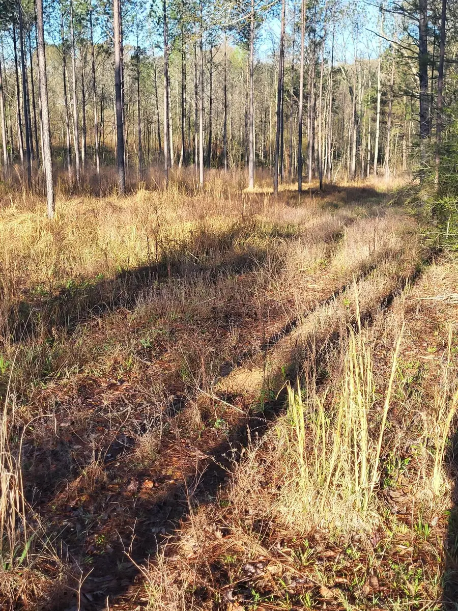 1575 Purvis To Baxterville, Purvis, MS 39475 - #3