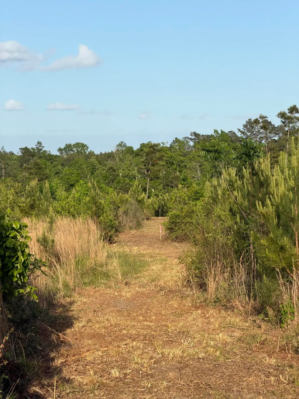 5 Acres Mt. Bethel Rd., Sandy Hook, MS 39478 - #1