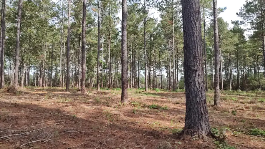 NHN Ms-13, Lumberton, MS 39455 - #3