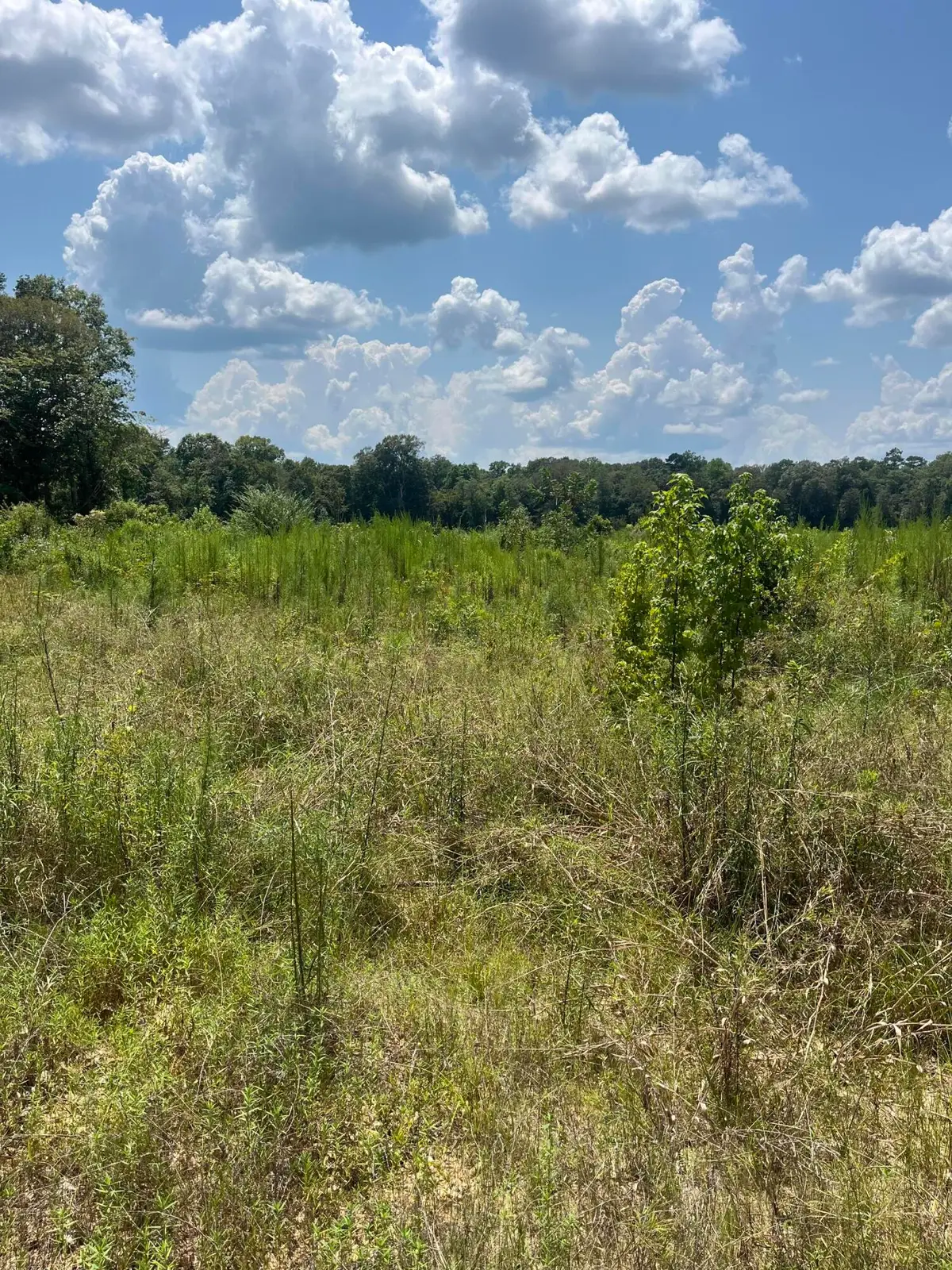 TBD Jack Loftin, Oak Vale, MS 39656 - #1