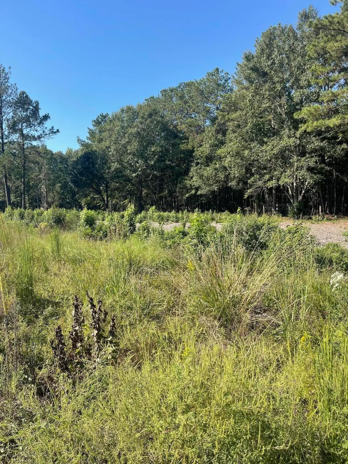 8 ac +- Lincoln Road Ext., Hattiesburg, MS 39402 - #1