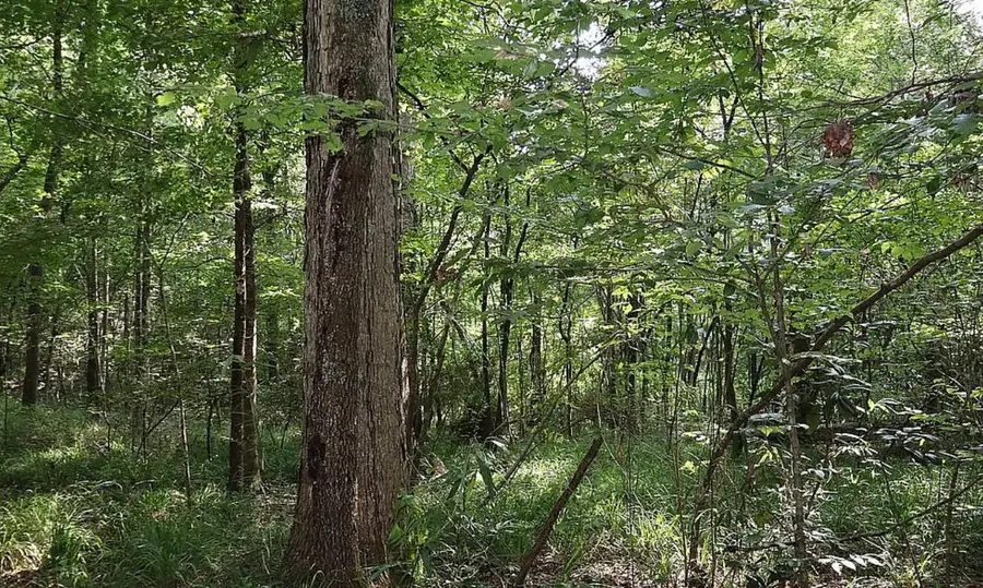 5 Pheasant Ridge, Petal, MS 39465 - #3