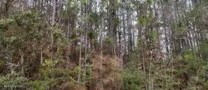 NHN Laura St., Lumberton, MS 39455 - #3