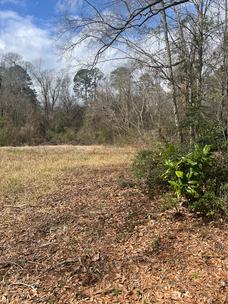TBA University Avenue, Laurel, MS 39440 - #3