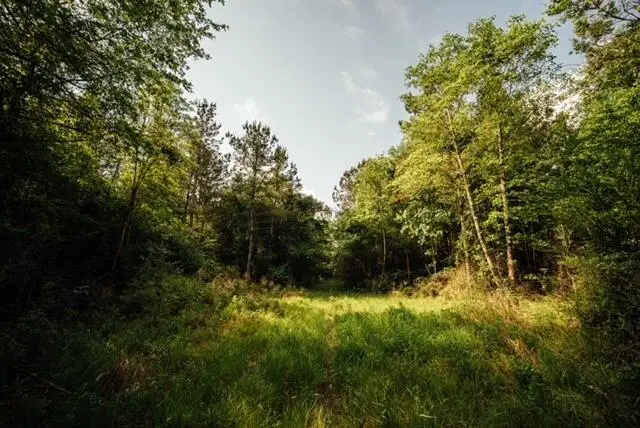 00 A Busby Rd, Ellisville, MS 39437 - #3