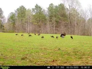 Tuscumbia Road, Blue Springs, MS 38828 - Image #2