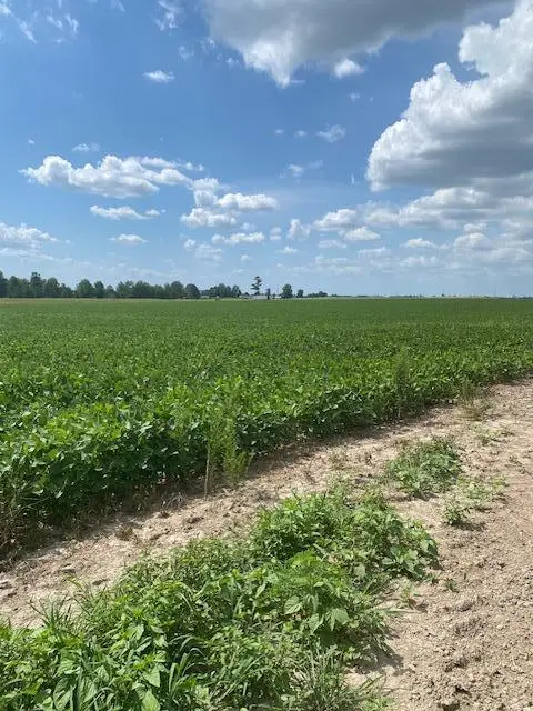 Ms-15, Houston, MS 38851 - Image #3