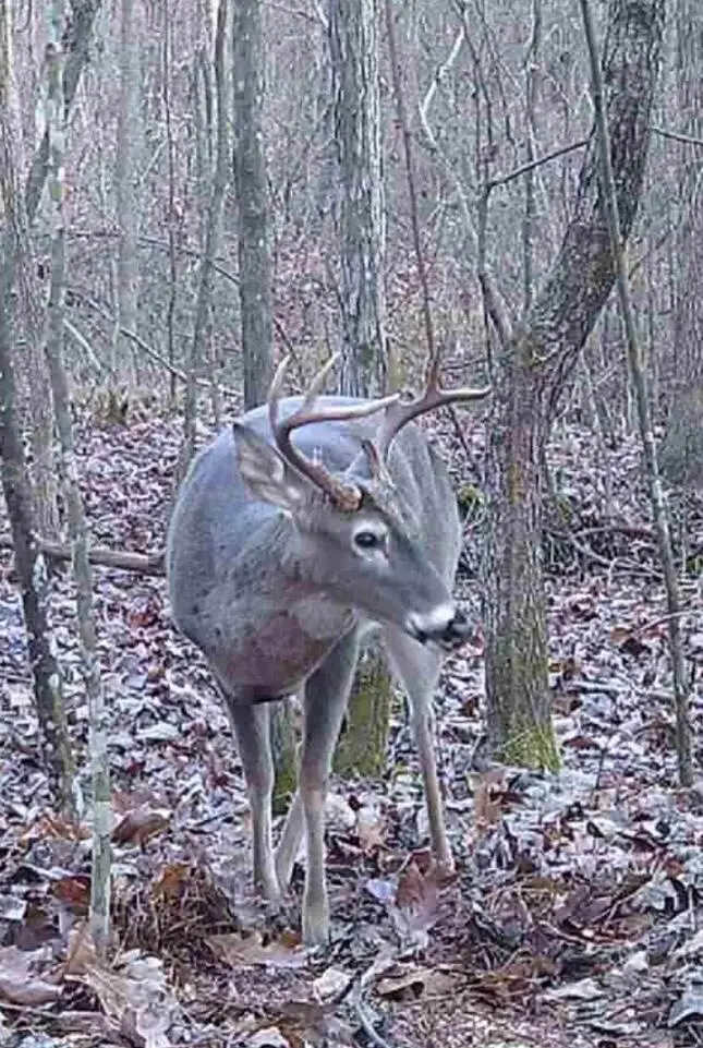 Toxish & Goodfood Rd, Pontotoc, MS 38863 - Image #2