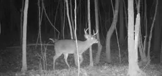 Toxish & Goodfood Rd, Pontotoc, MS 38863 - Image #3