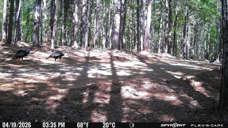 TBD Cr 255 (lafayette County), Thaxton, MS 38871 - #3