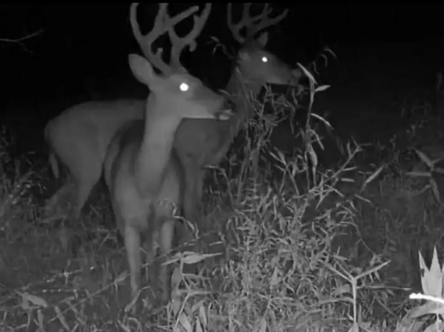 Co Rd 762, Walnut, MS 38683 - #2