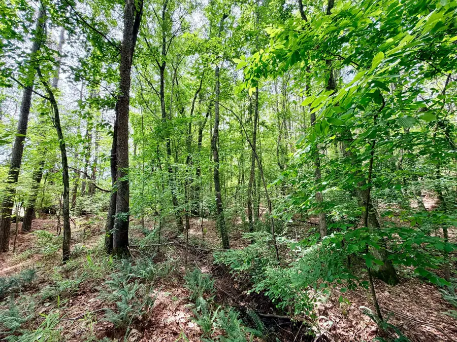 County Road 3080, Booneville, MS 38829 - #3