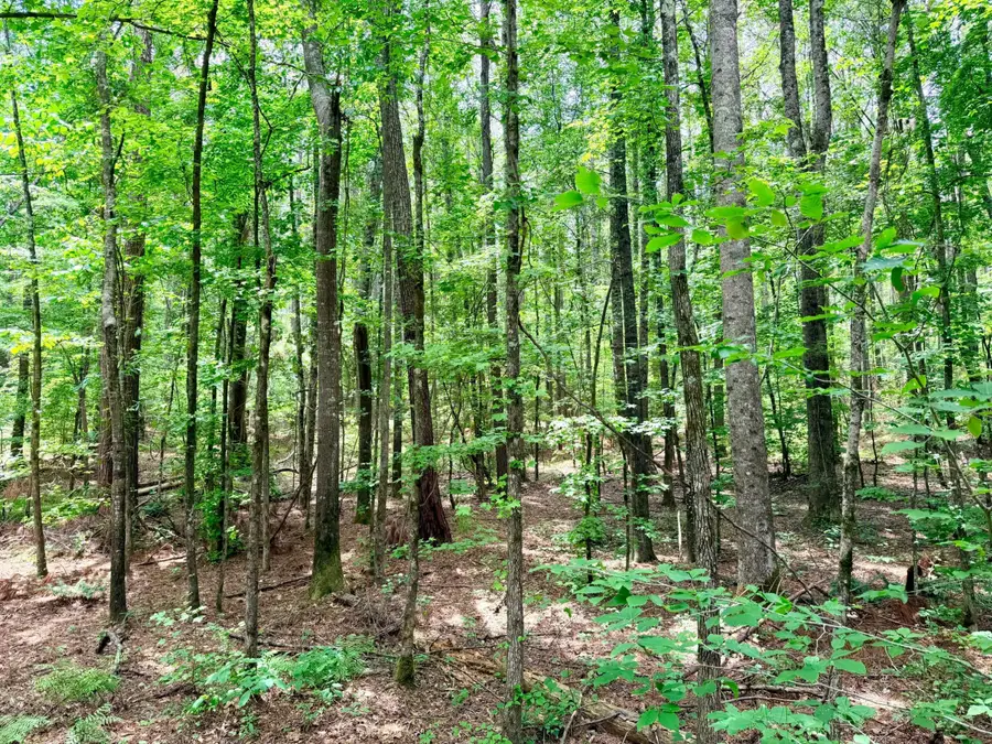 County Road 3080, Booneville, MS 38829 - #3