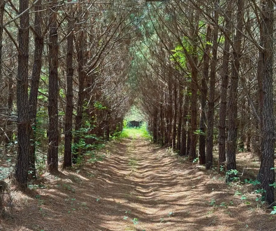 Reich Road, Golden, MS 38847 - #3