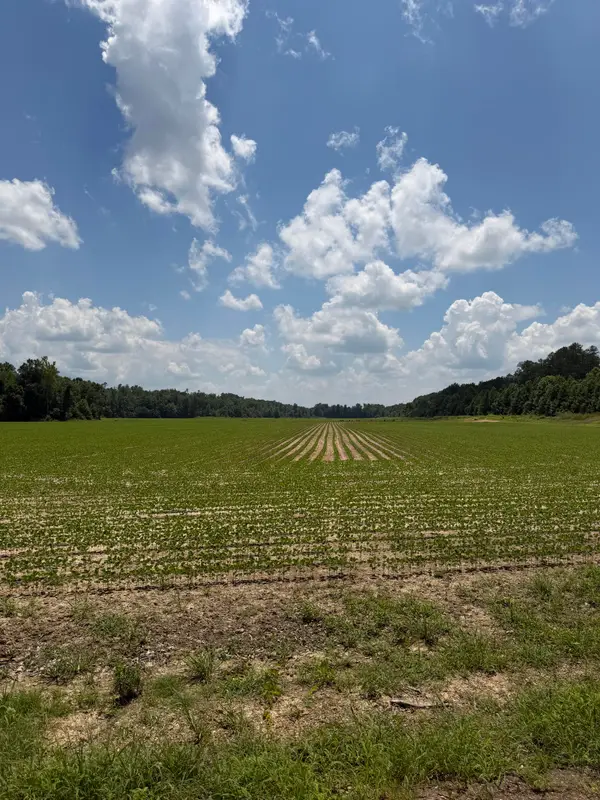 Pine Top Road, Hornsby, TN 38044