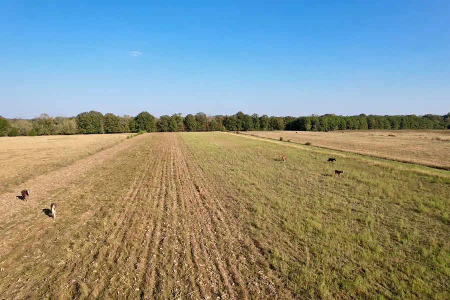 Salmon Road, Randolph, MS 38864 - #2