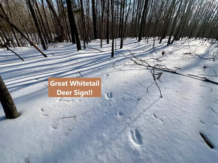 Green Hatley Branch Rd, Holladay, TN 38341 - #3