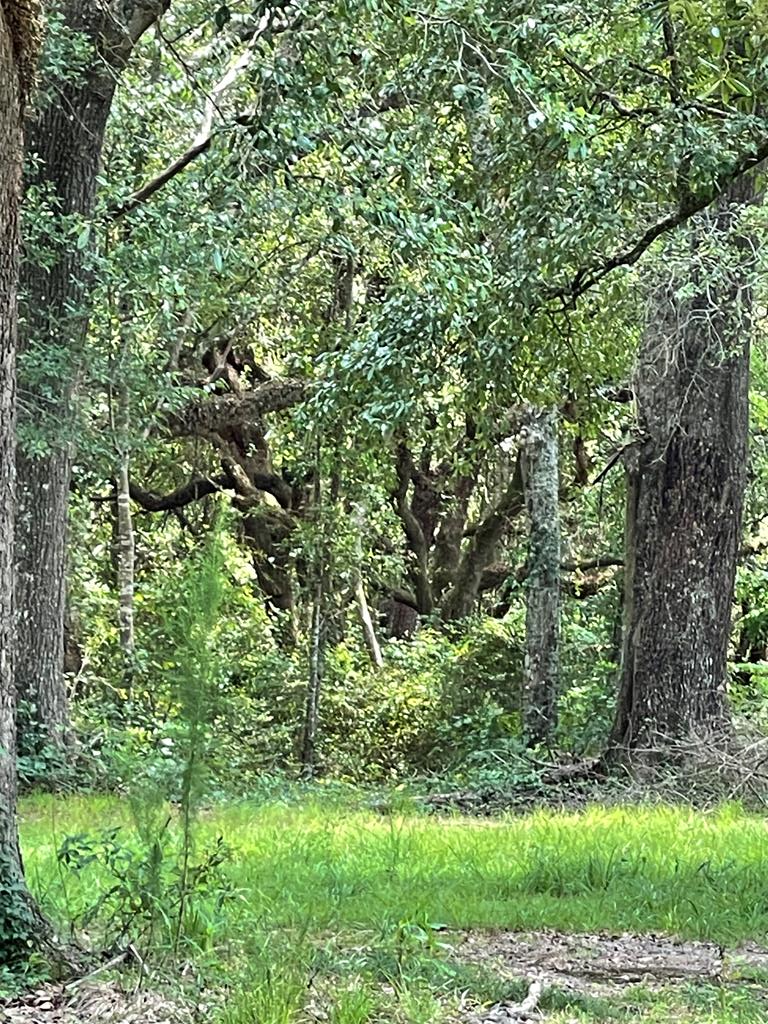 00 Baucum Rd, Carriere, MS 39426 - Image #1