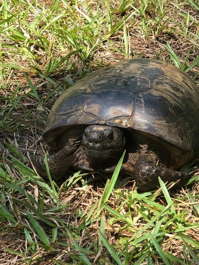 0 Hobolo Creek Rd, Carriere, MS 39426 - Image #3