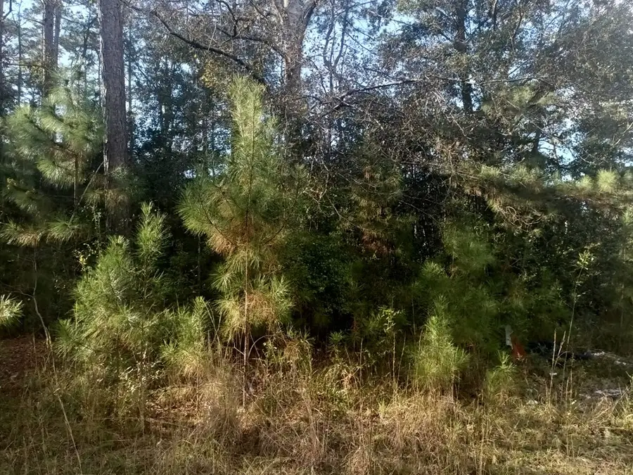 0 George Mitchell Rd., Carriere, MS 39426 - Image #3