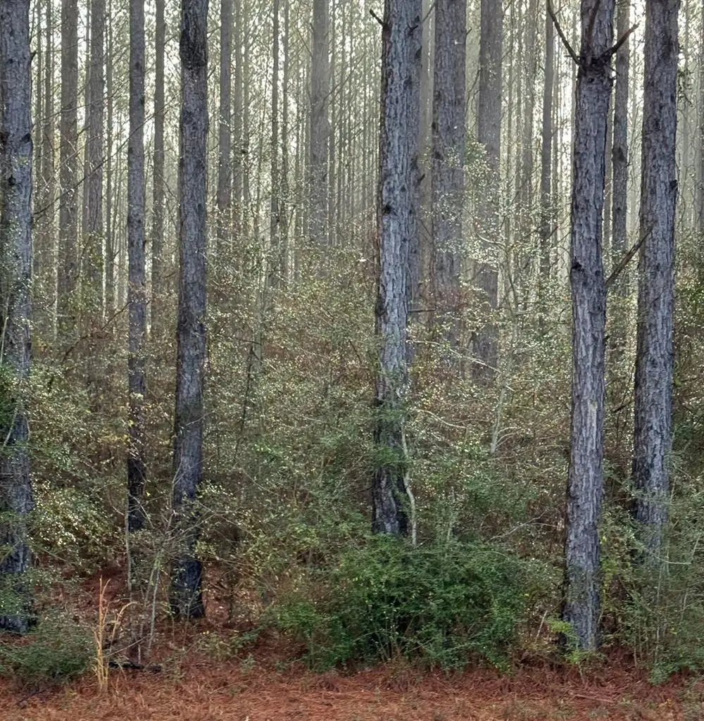 0 W Lakeshore Dr Lot 350, Carriere, MS 39426 - Image #1