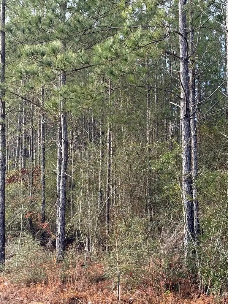 0 Glenwood Dr Lot 444, Carriere, MS 39426 - Image #1
