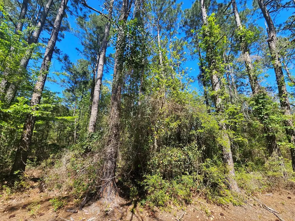 NHN E Carroll St, Bay Saint Louis, MS 39521 - #1