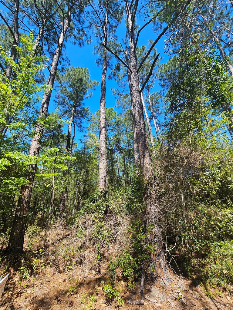 NHN E Carroll St, Bay Saint Louis, MS 39521 - #2