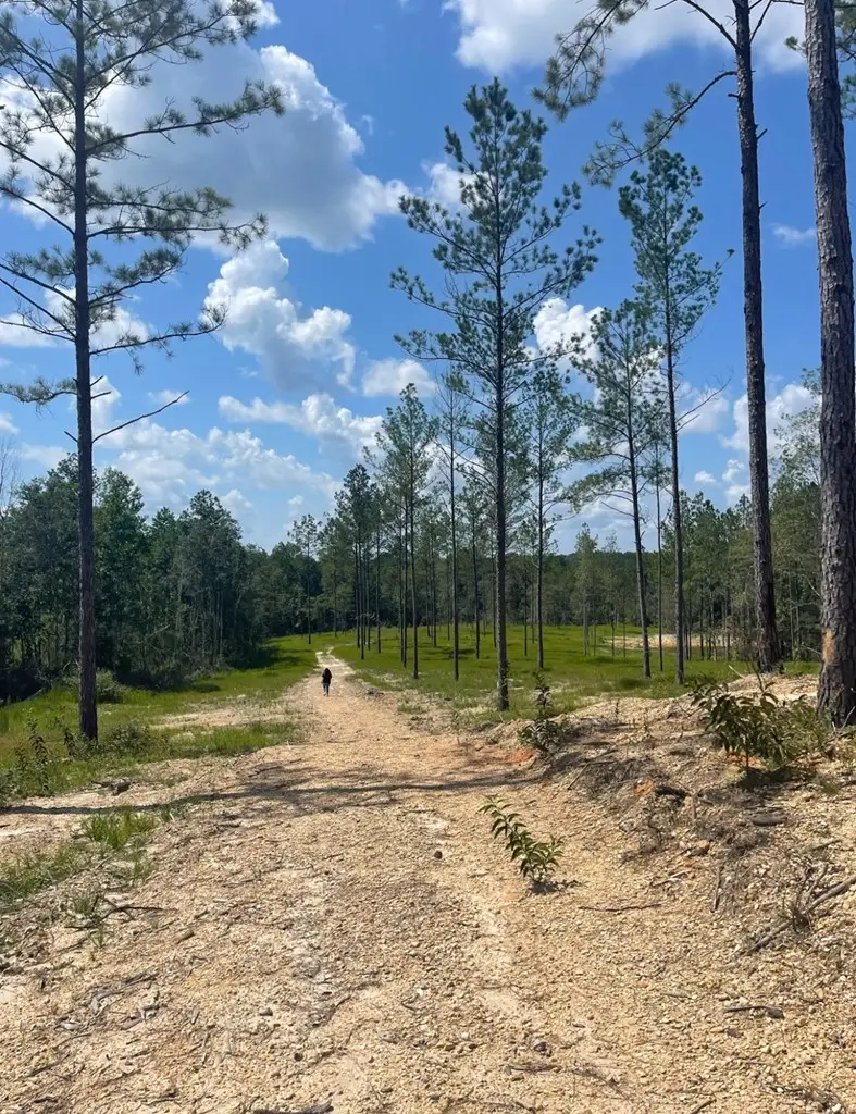 00 Mill Creek Road, Poplarville, MS 39470 - #2