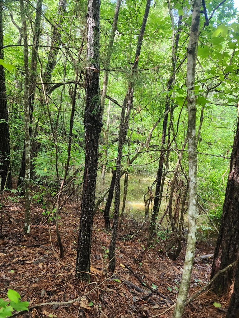 1 acre Charlie Daughdrill Road, Carriere, MS 39560 - #2