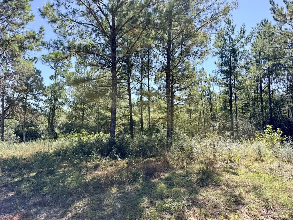 NHN Gray Fox Road, Carriere, MS 39426 - #1