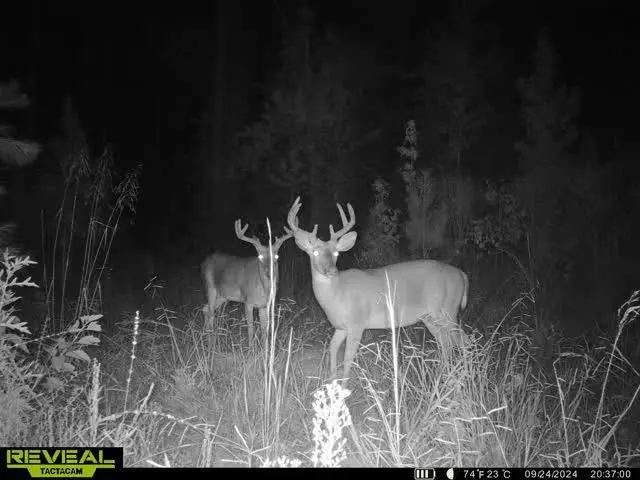 000 Olympia / Lewis Road, McCall Creek, MS 39647 - Image #1