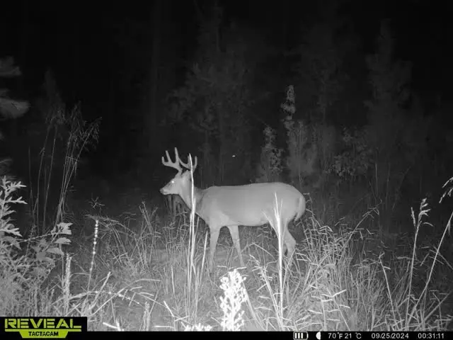 000 Olympia / Lewis Road, McCall Creek, MS 39647 - Image #3