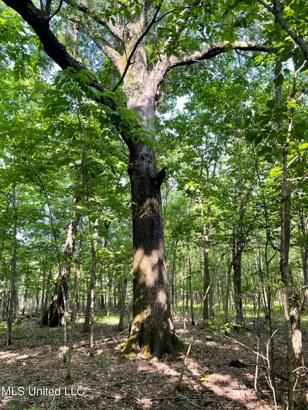 Jossell Road, Marks, MS 38646