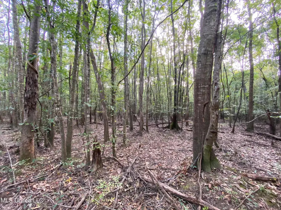 Big Cedar Creek Road, Lucedale, MS 39452 - Image #3