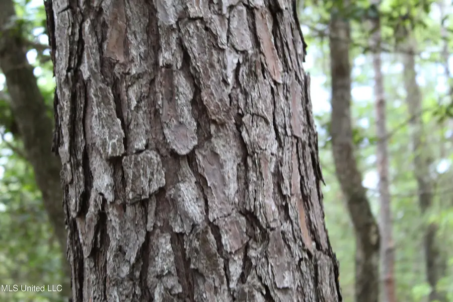 87.6 Acres Rousanville Road, Leakesville, MS 39451 - Image #2