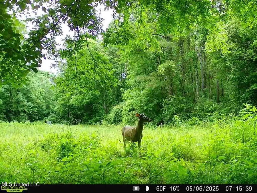 00 E Old Hwy 80, Morton, MS 39117 - Image #3