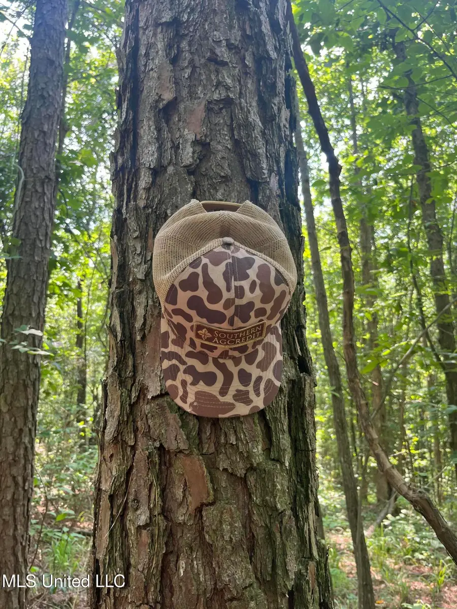 County Rd 37, Heidelberg, MS 39439 - Image #2