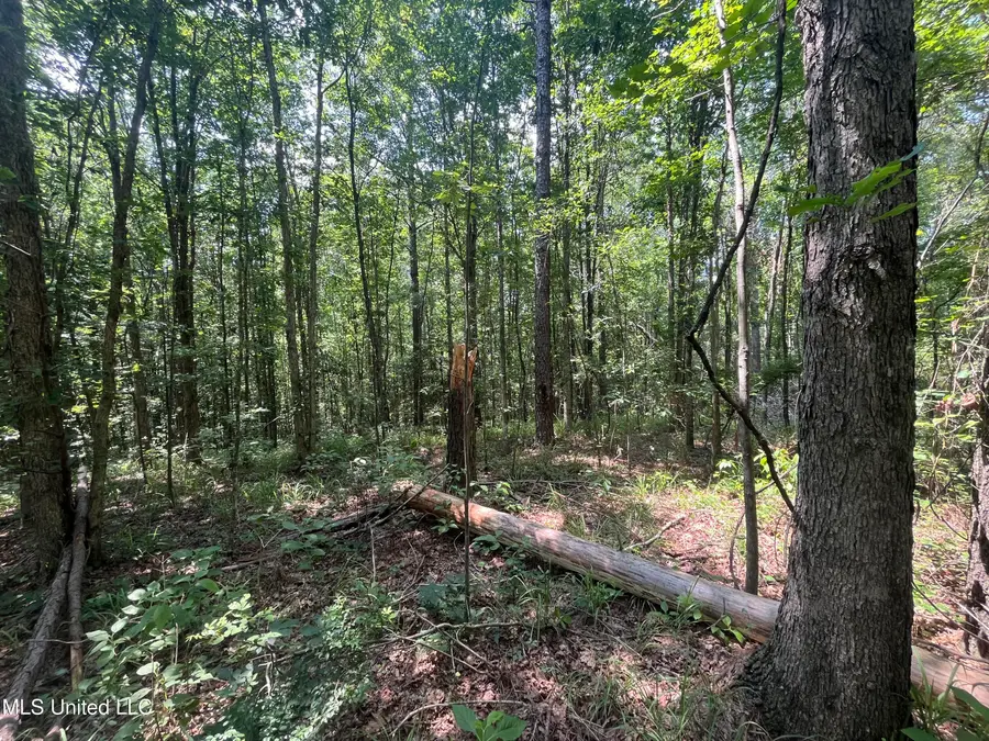 County Rd 37, Heidelberg, MS 39439 - Image #3