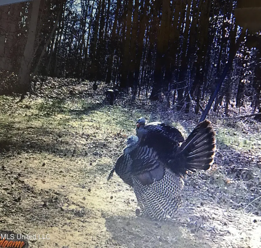 Phillips Road, Cruger, MS 38924 - Image #2