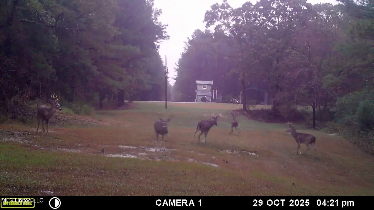 Powell Chapel Rd, Holly Springs, MS 38635 - Image #1