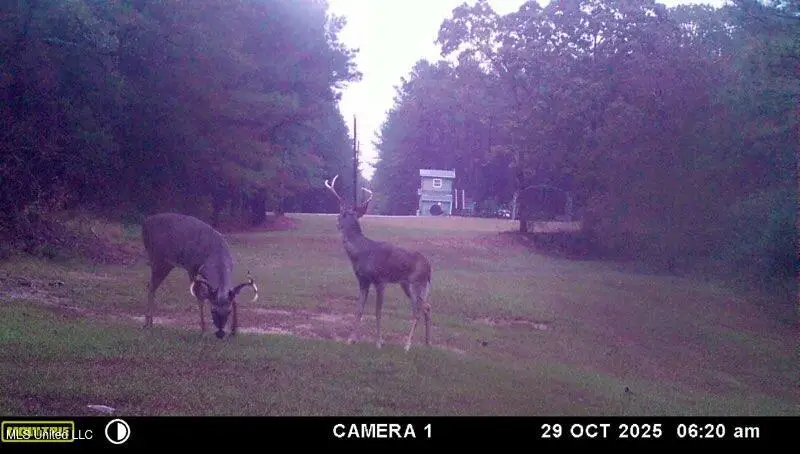 Powell Chapel Rd, Holly Springs, MS 38635 - Image #2