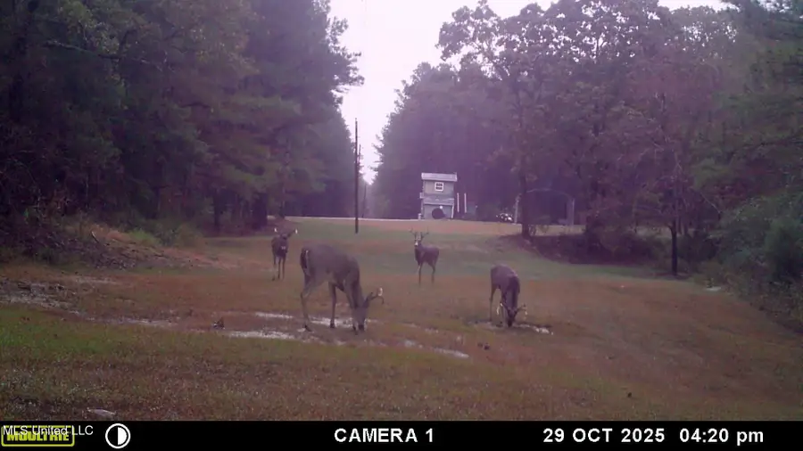 Powell Chapel Rd, Holly Springs, MS 38635 - Image #3