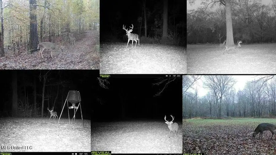 1 Rodney Bend Road, Lorman, MS 39096 - Image #2