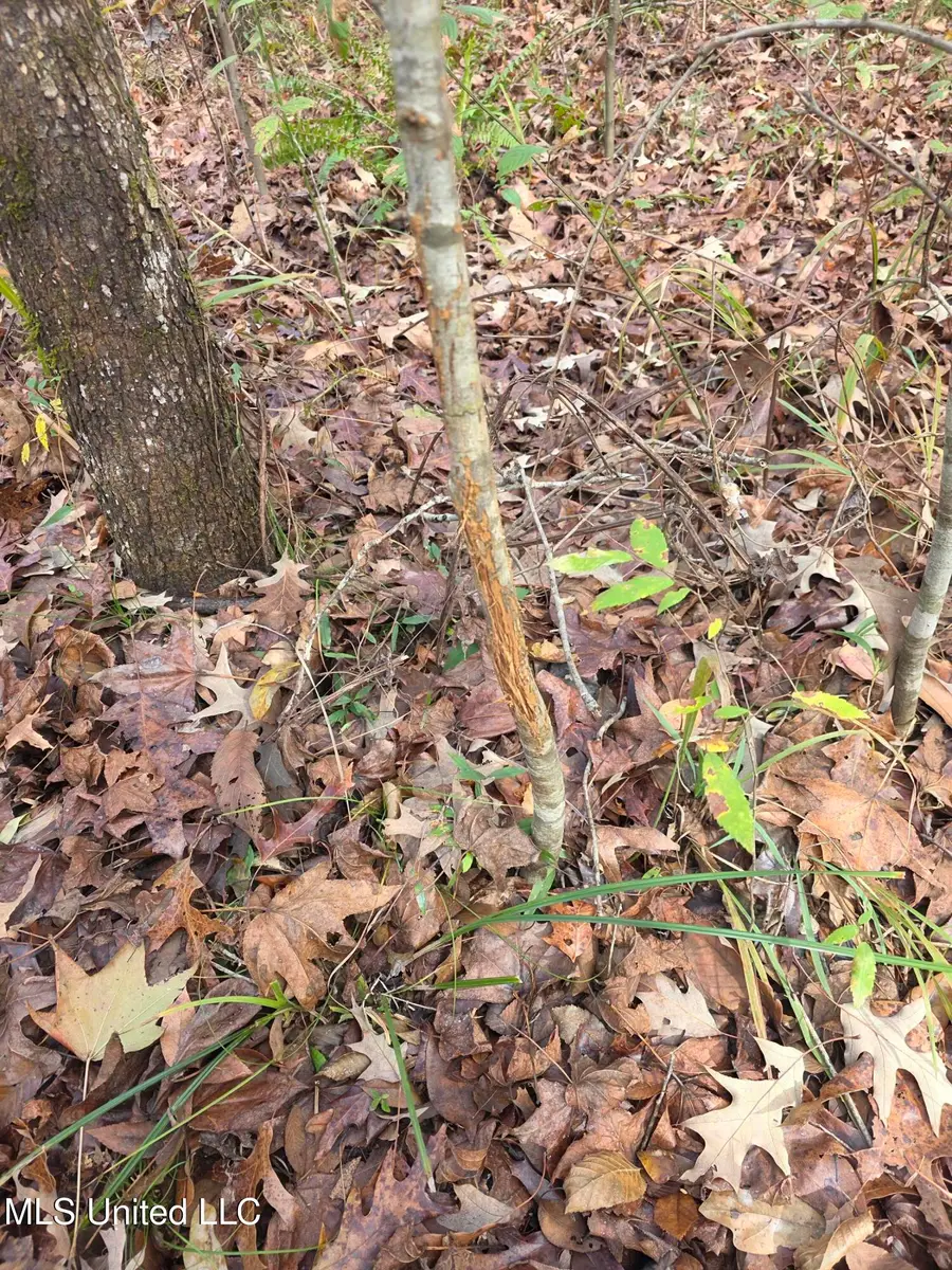 Tate Road, Natchez, MS 39120 - Image #3