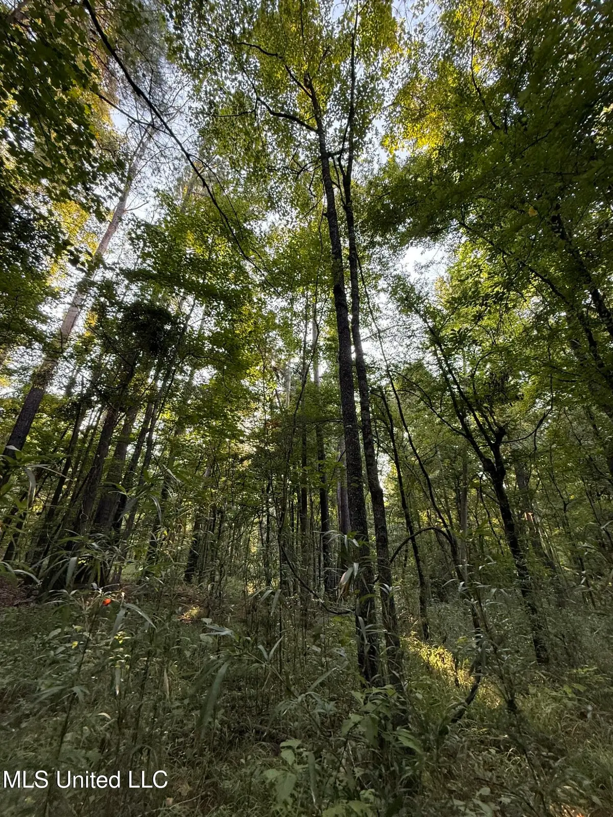 Sumrall Road, Crystal Springs, MS 39059 - Image #1