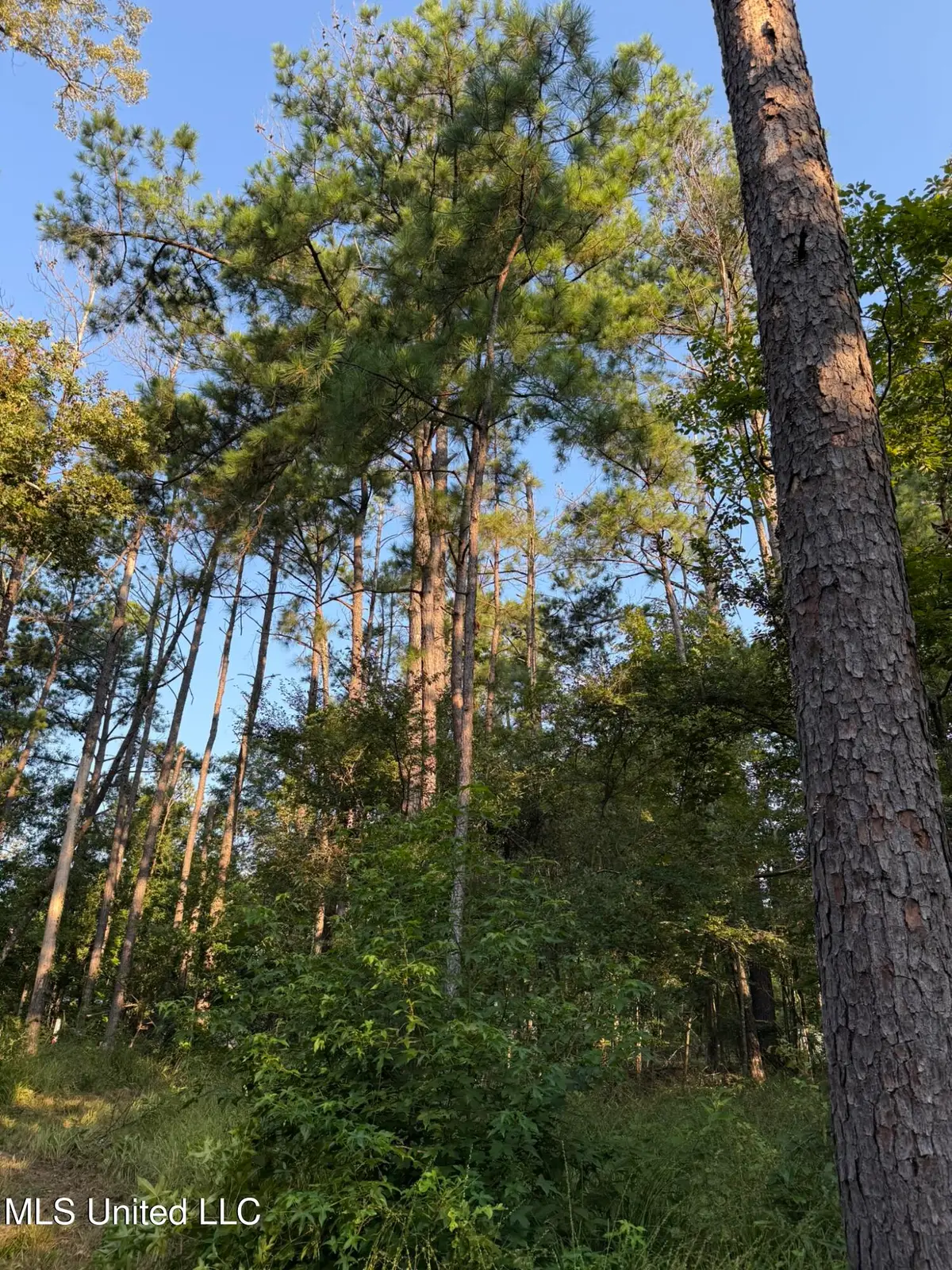 Sumrall Road, Crystal Springs, MS 39059 - Image #1