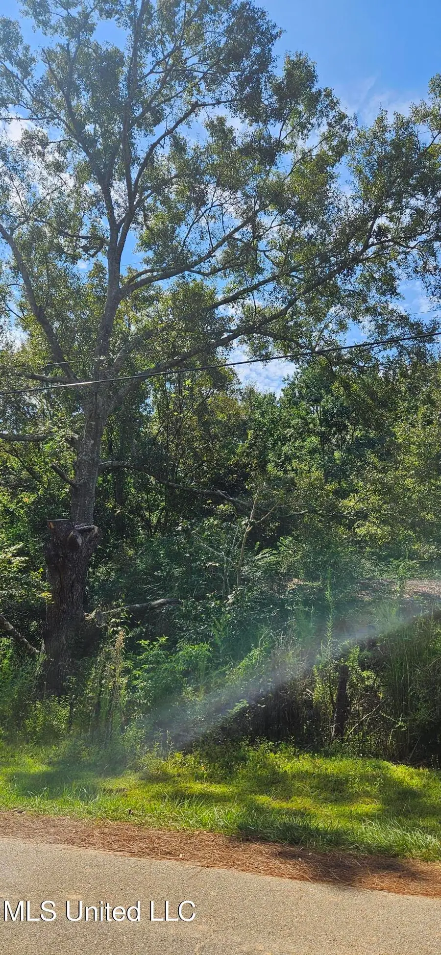 137 Pinewoods Road, Poplarville, MS 39470 - #2